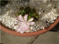 8e43cf38-Picture 6513.jpg